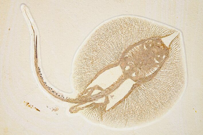 Rare, Fossil Male Stingray (Heliobatis) - Wyoming #360650